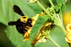 Xylocopa pubescens