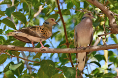 Streptopelia turtur