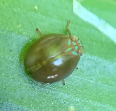 Hemisphaerius