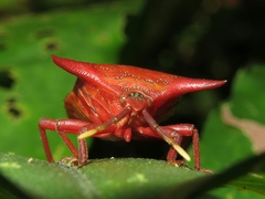 Pygoplatys lunatus