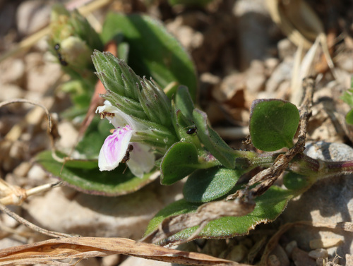 Rostellularia diffusa, 2025-11-04