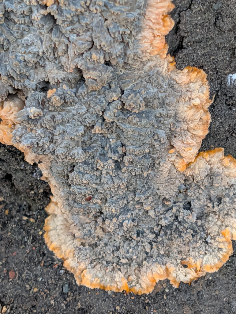 Phlebia radiata · December 2025 · photo: © pilmar (iNaturalist, cc0)