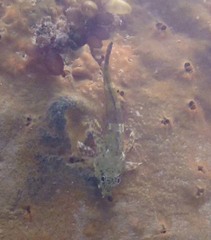 Bovichtus angustifrons