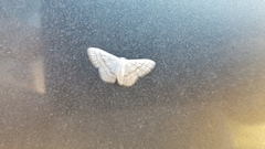 Idaea tacturata