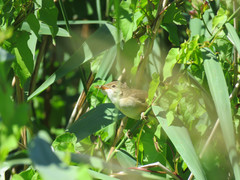 Acrocephalus scirpaceus