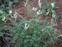 Astragalus zingeri