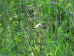Acrocephalus palustris