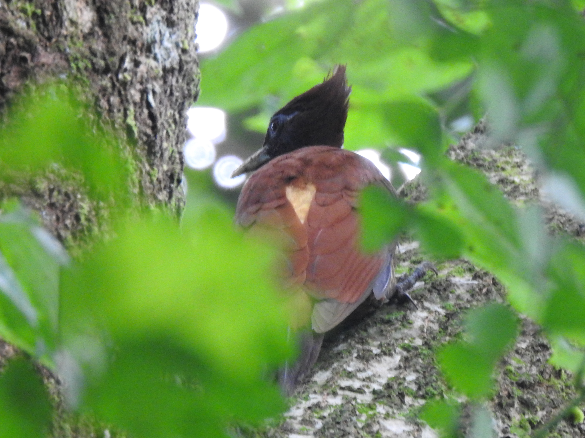 Chestnut Woodpecker (Celeus elegans), photo 9