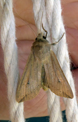 Mythimna separata
