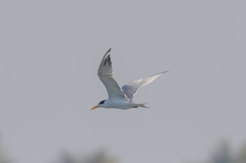 Charrán bengalí (Thalasseus bengalensis)
