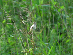 Acrocephalus palustris