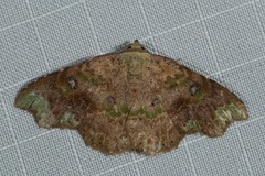 Laspeyria viridicincta