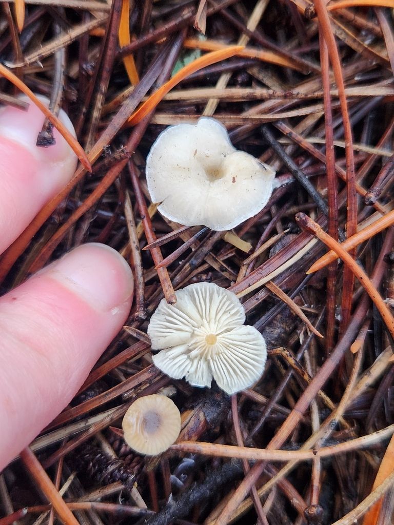 Leucocybe candicans