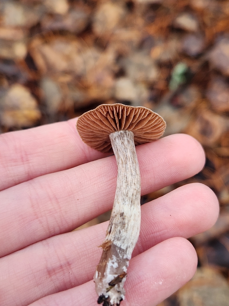 Cortinarius hirtus · December 2025 · photo: © lytiic (iNaturalist, cc-by-nc)