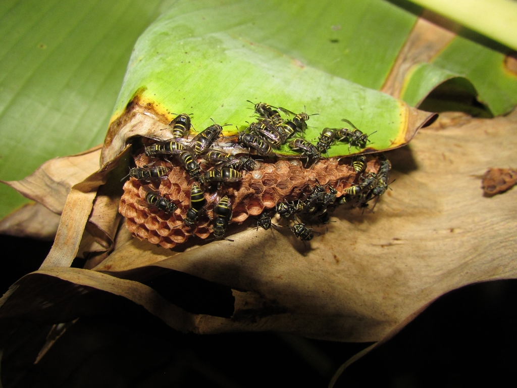 Protopolybia chartergoides