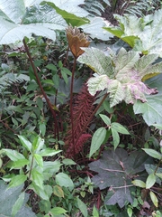Gunnera brephogea