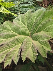 Gunnera brephogea