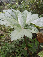 Gunnera brephogea