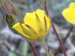 Potentilla arenosa