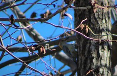 Melanerpes aurifrons