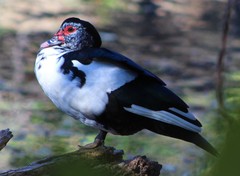 Cairina moschata domestica
