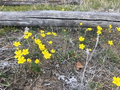 Potentilla arenosa