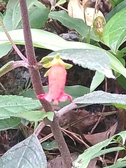 Kohleria inaequalis