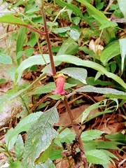 Kohleria inaequalis
