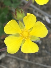 Potentilla arenosa