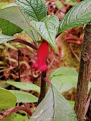 Kohleria inaequalis