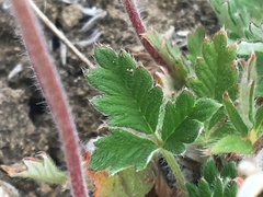 Potentilla arenosa
