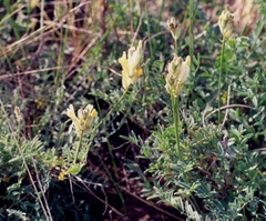 Astragalus zingeri