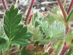 Potentilla arenosa