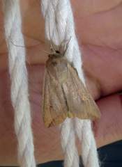 Mythimna separata