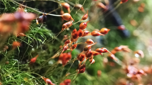 Dicranella cerviculata observed 2025-12-13