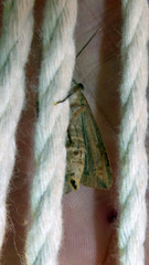 Mythimna separata