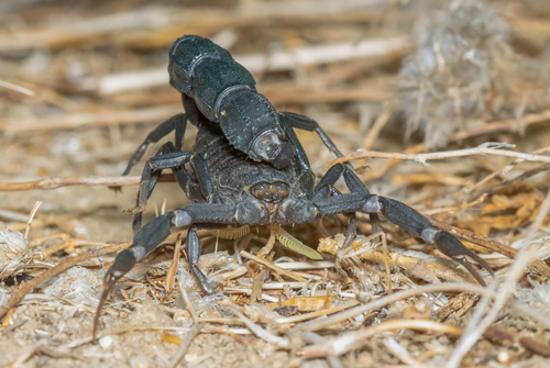 Black fat-tailed scorpion