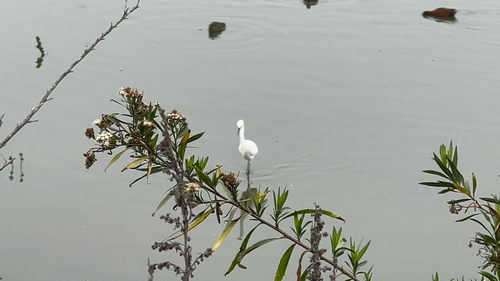 iNaturalist observation photo of Snowy Egret