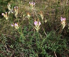 Astragalus zingeri