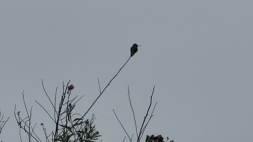 iNaturalist observation photo of Anna's Hummingbird