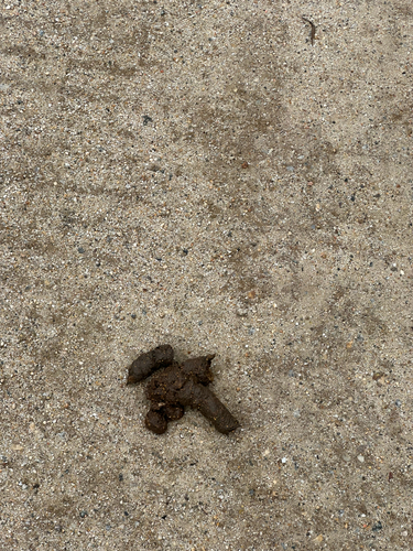 iNaturalist observation photo of Carnivorans