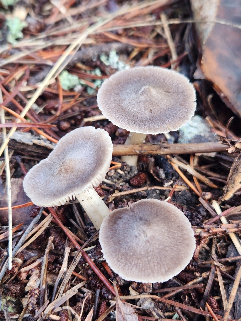 Tricholoma sp. 'terreum-IN01' · December 2025 · photo: © lytiic (iNaturalist, cc-by-nc)