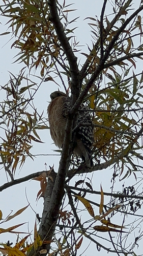 iNaturalist observation photo of Red-shouldered Hawk
