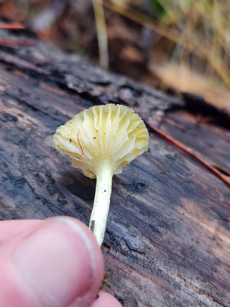 Hygrophorus siccipes · December 2025 · photo: © lytiic (iNaturalist, cc-by-nc)