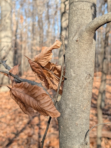 American Beech