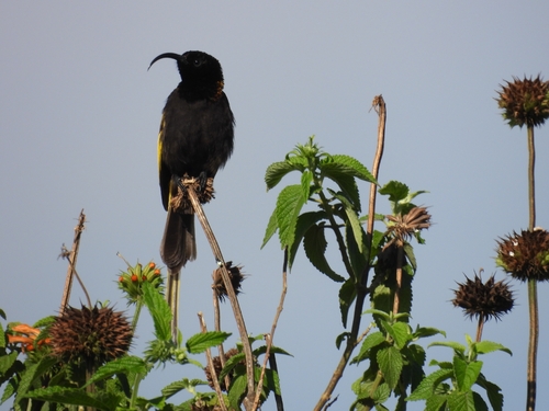 Golden-winged Sunbird (Drepanorhynchus reichenowi), photo 8