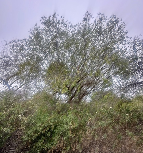 iNaturalist observation photo of White Karee