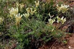 Astragalus zingeri