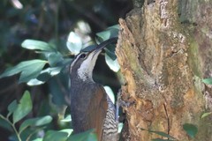 Ptiloris paradiseus