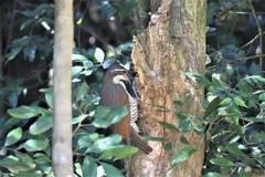 Ptiloris paradiseus